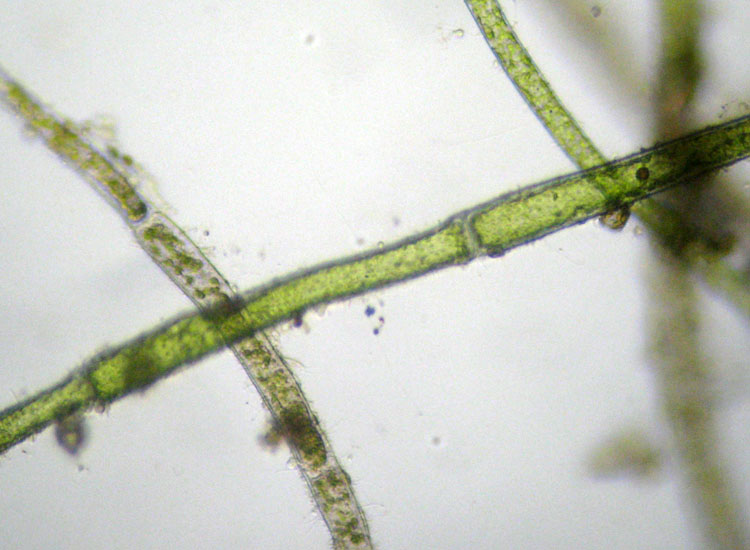 Microscopia salata